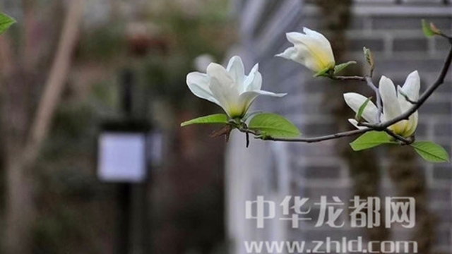 淮陽(yáng)蓮舍，多了一份味道