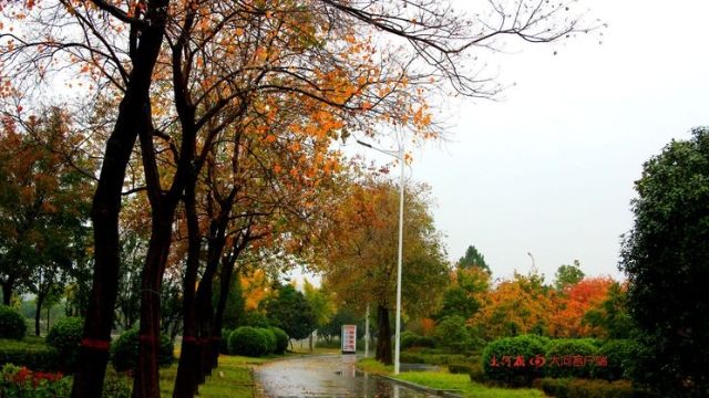 詩情畫意！秋冬之交一場(chǎng)雨 別樣周口落葉美