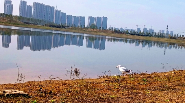 打造水生態(tài)城市，讓周口更宜居