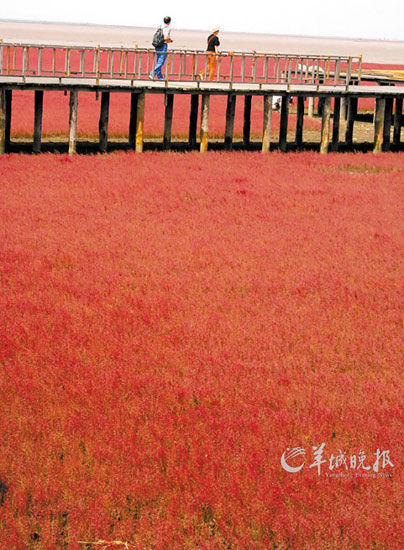 遼寧盤錦紅海灘，面積達9萬畝